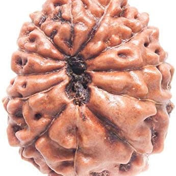 REBUY 12 Mukhi Rudraksha Bead Indonesia/Java Brown Wood Original & Certified for men women