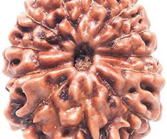 REBUY 12 Mukhi Rudraksha Bead Indonesia/Java Brown Wood Original & Certified for men women