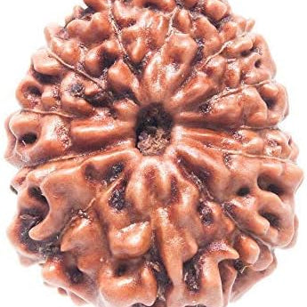 REBUY 12 Mukhi Rudraksha Bead Indonesia/Java Brown Wood Original & Certified for men women