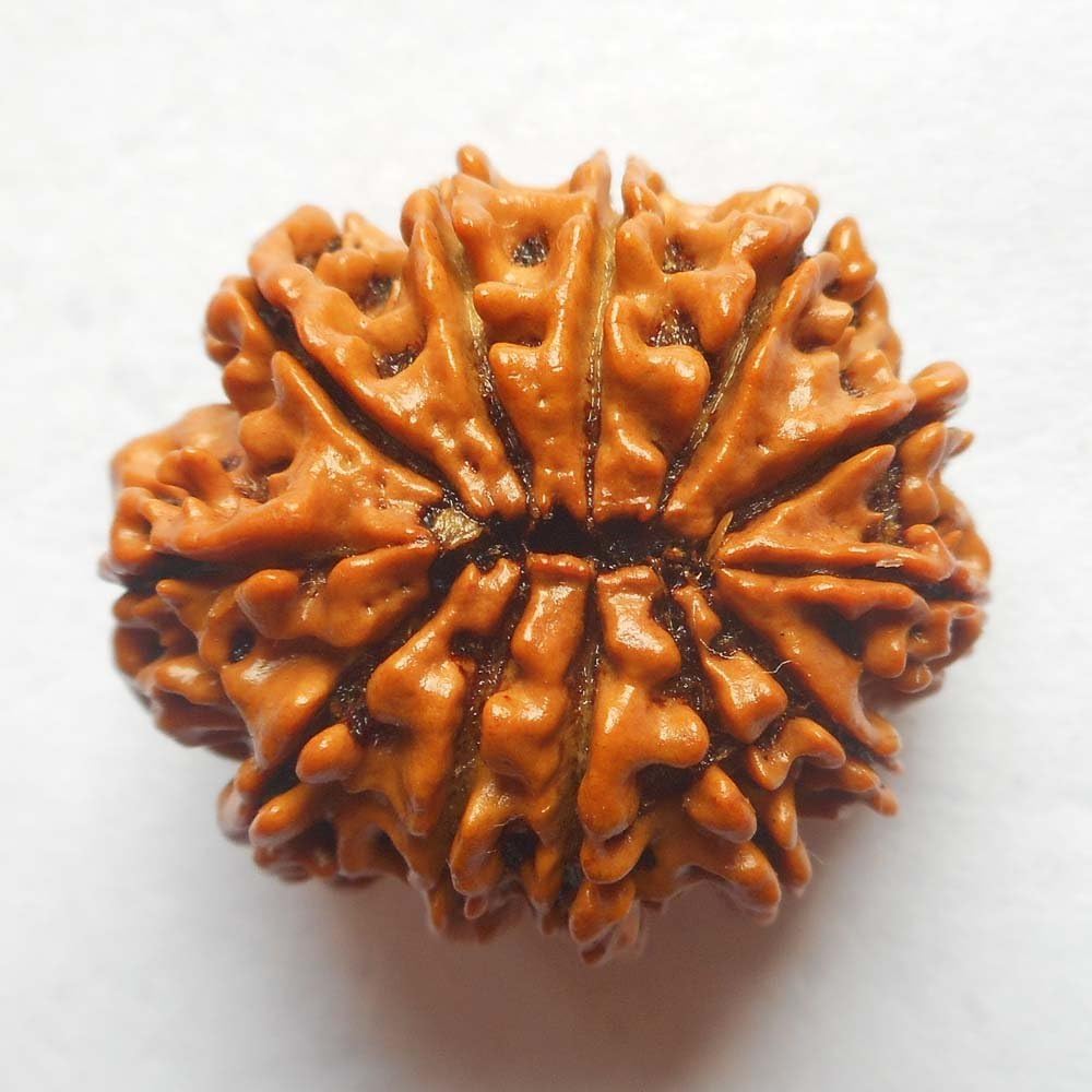 12 mukhi rudraksha bead for men women
