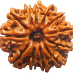 12 mukhi rudraksha bead for men women