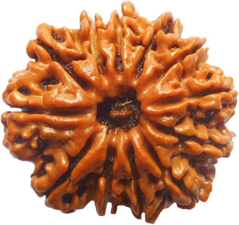 12 mukhi rudraksha bead for men women