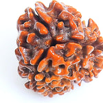 3 mukhi rudraksha rudraksha beads rudraksha beads loose for men women