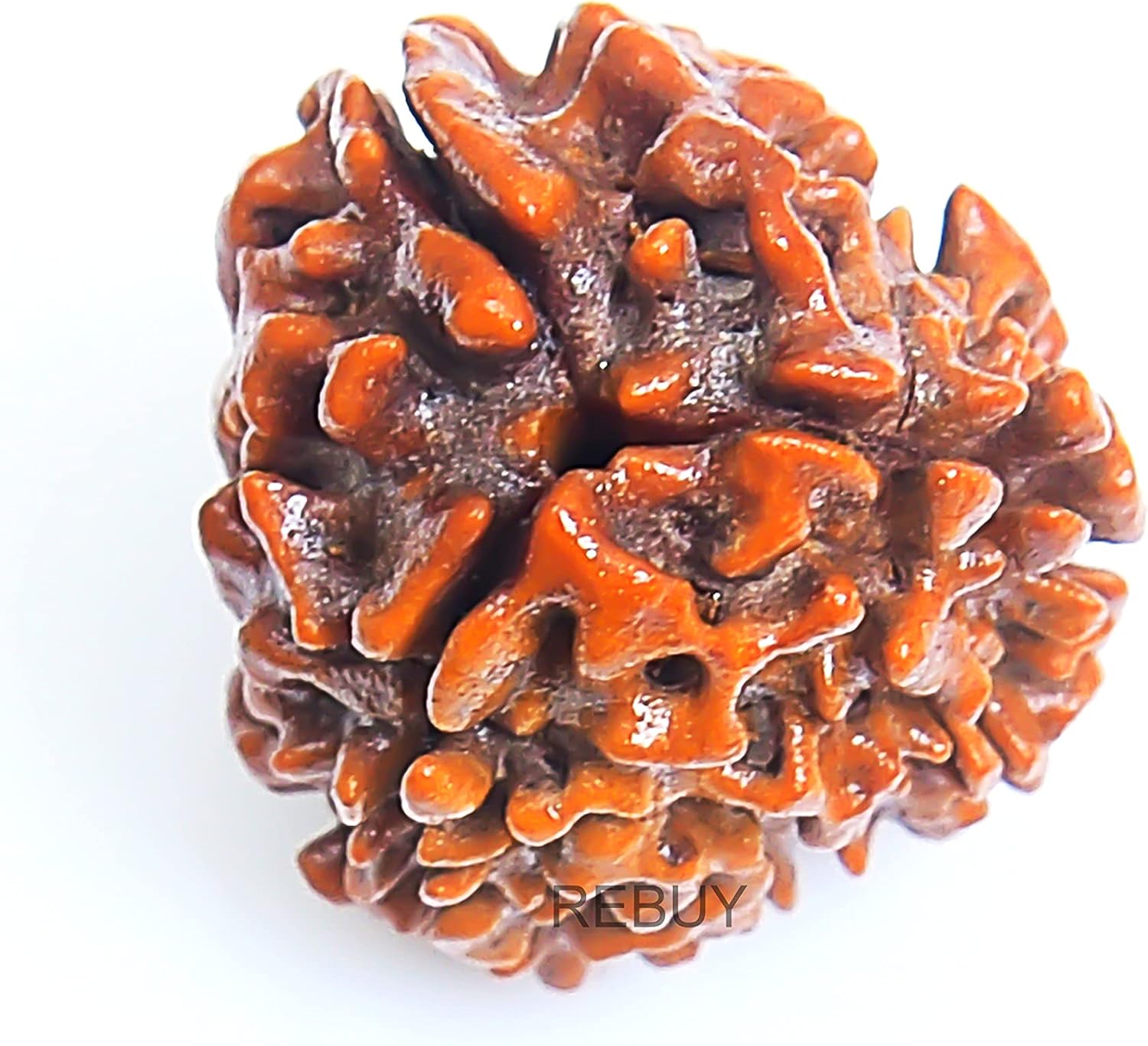 3 mukhi rudraksha rudraksha beads rudraksha beads loose for men women