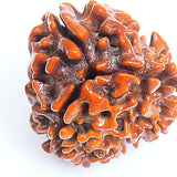 3 mukhi rudraksha rudraksha beads rudraksha beads loose for men women
