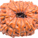 13 Mukhi Rudraksha Bead Thirteen Faced Indonesian,Java Rudraksh Bead Original & Certified for men women