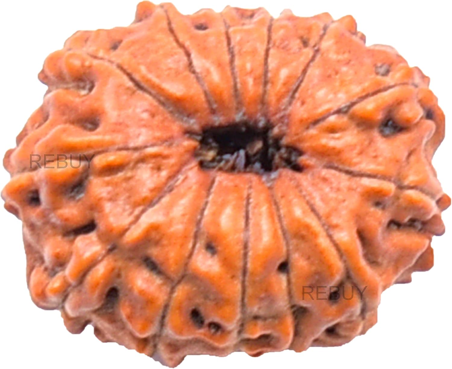 13 Mukhi Rudraksha Bead Thirteen Faced Indonesian,Java Rudraksh Bead Original & Certified for men women