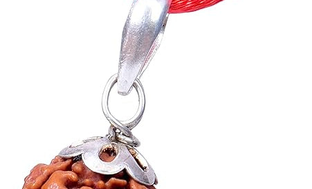 7 mukhi rudraksha original 7 mukhi rudraksha certified rudraksha beads rudraksha single rudraksha pendant rudraksha silver pendant nepali rudraksha 7 face rudraksha