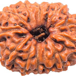 13 Mukhi Rudraksha Bead Thirteen Faced Indonesian,Java Rudraksh Bead Original & Certified for men women