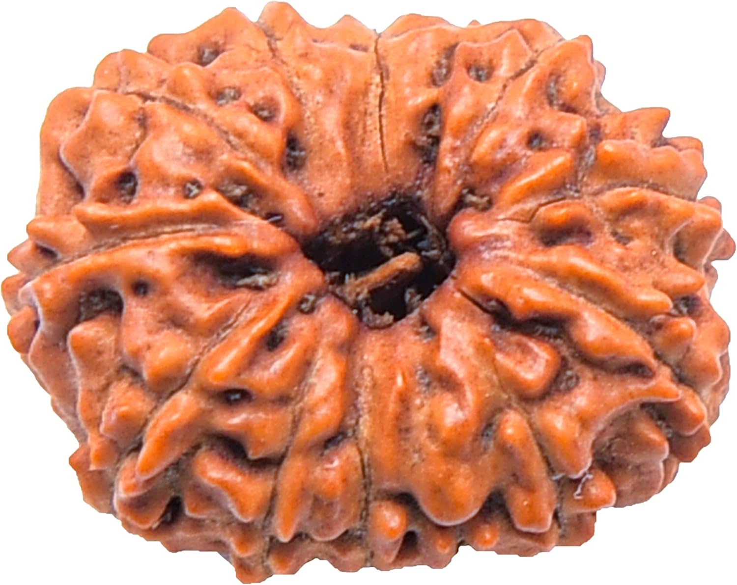 13 Mukhi Rudraksha Bead Thirteen Faced Indonesian,Java Rudraksh Bead Original & Certified for men women
