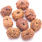 13 Mukhi Rudraksha Bead Thirteen Faced Indonesian,Java Rudraksh Bead Original & Certified for men women