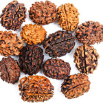3 mukhi rudraksha rudraksha beads rudraksha beads loose for men women