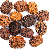 3 mukhi rudraksha rudraksha beads rudraksha beads loose for men women